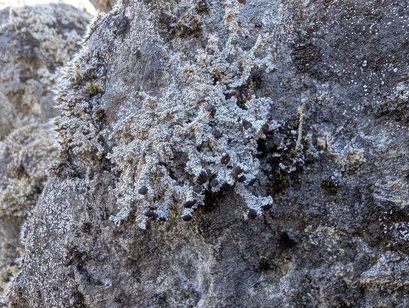 Intermediate Snow Lichen photo 2