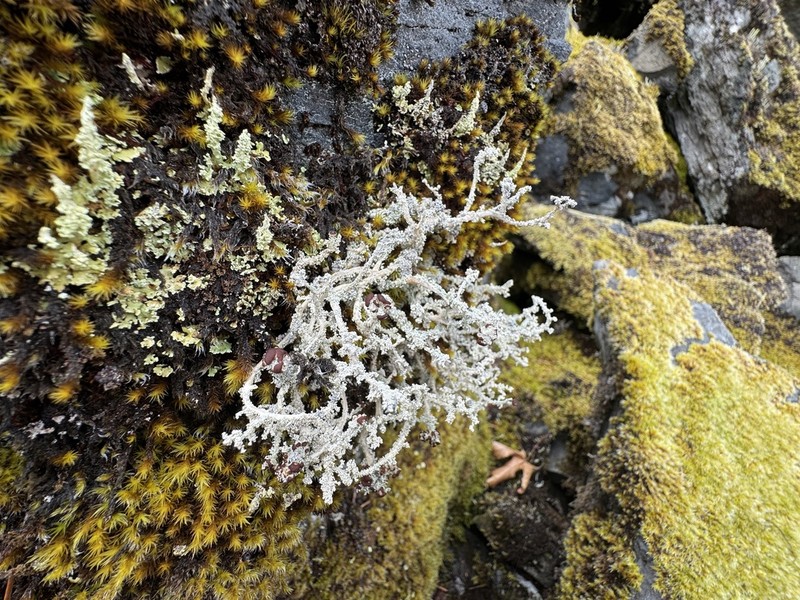 Intermediate Snow Lichen photo 3
