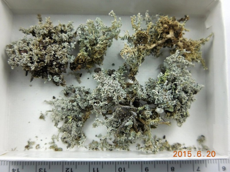 Intermediate Snow Lichen photo 4