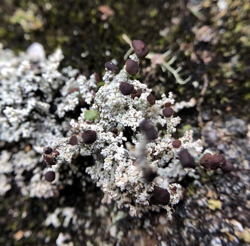 Intermediate Snow Lichen photo 5