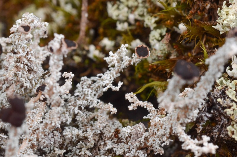 Intermediate Snow Lichen photo 6