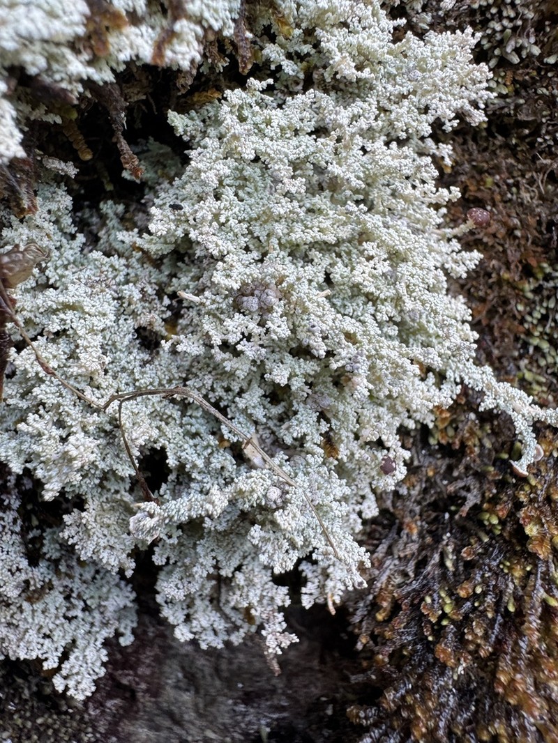 Intermediate Snow Lichen photo 7