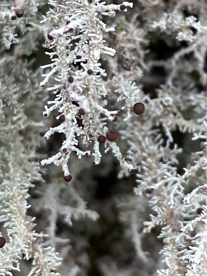 Snow Lichen