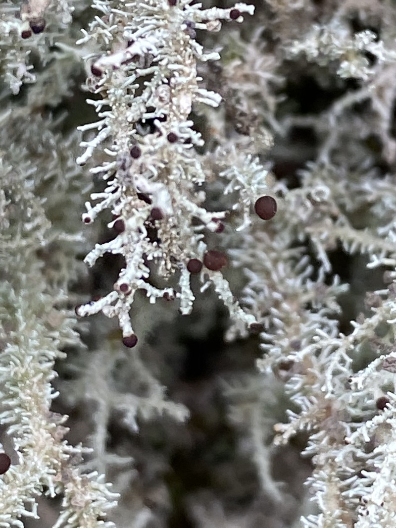 Snow Lichen photo 2