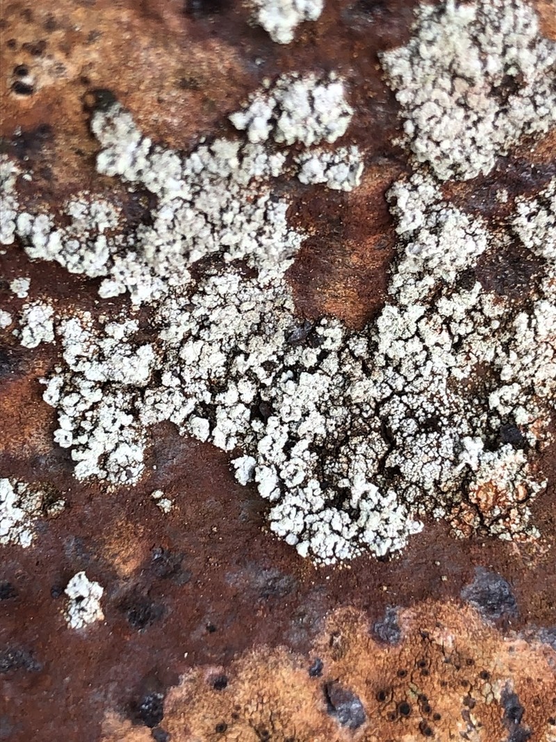 Snow Lichen