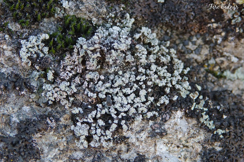 Snow Lichen photo 2