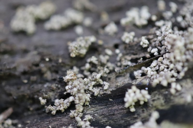 Snow Lichen