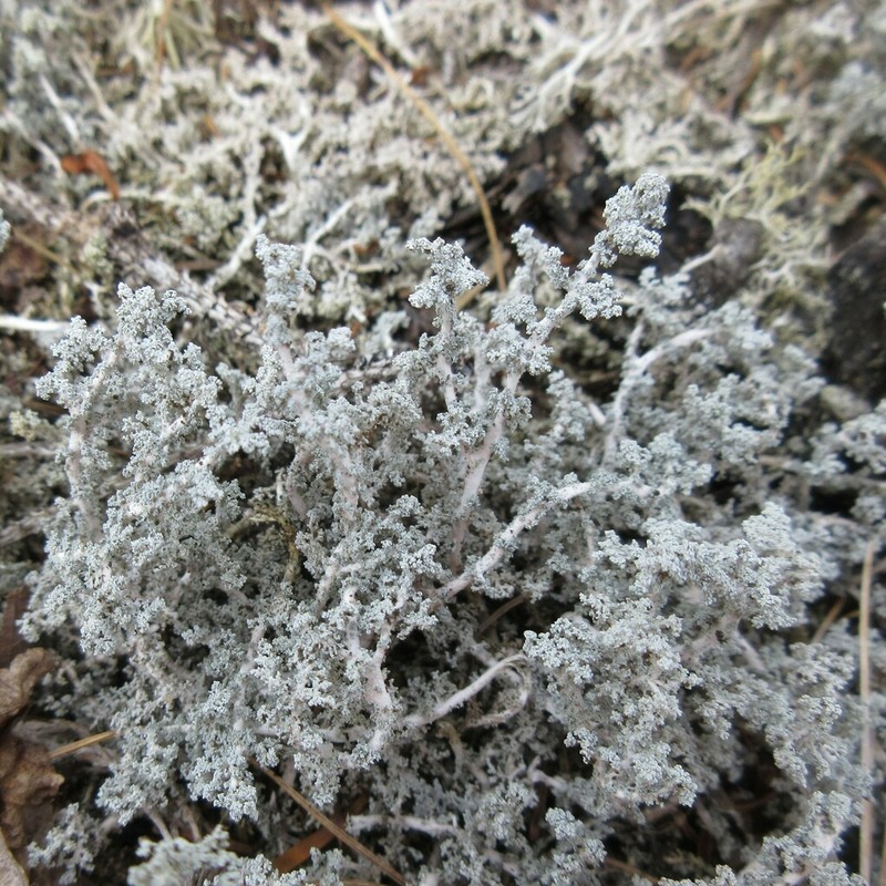 Snow Lichen photo 2