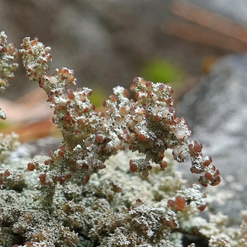 Snow Lichen photo 3