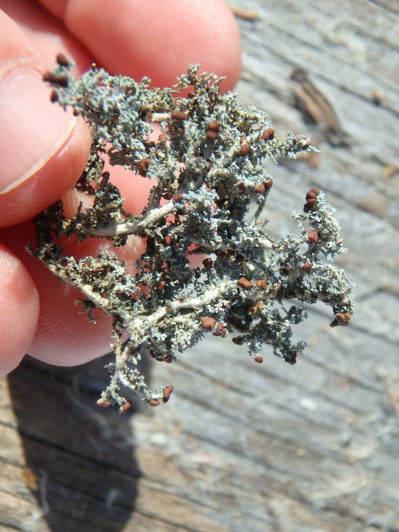 Snow Lichen photo 4