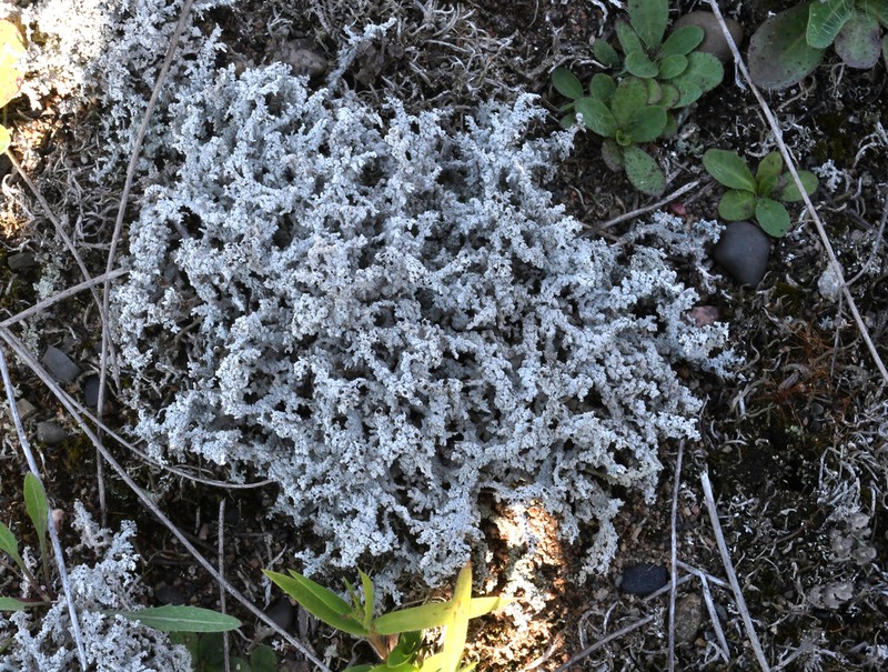Snow Lichen photo 5
