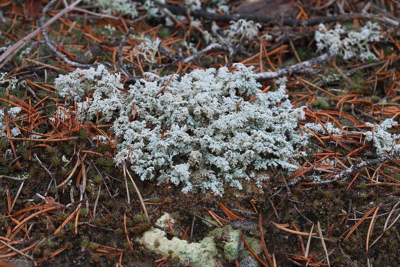 Snow Lichen photo 6