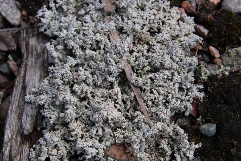 Snow Lichen photo 7