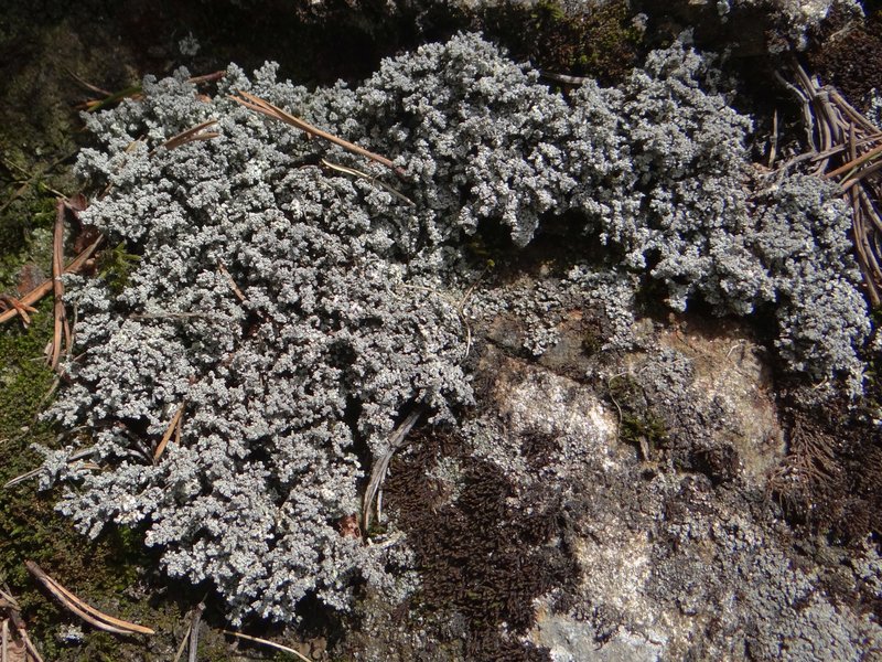 Snow Lichen