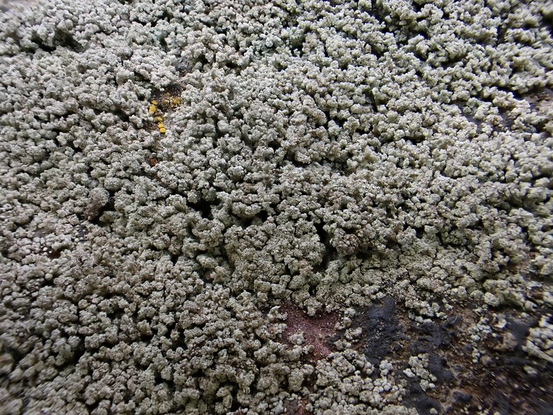 Snow Lichen