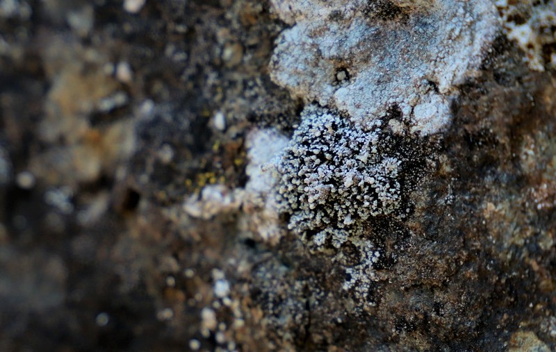 Snow Lichen photo 2