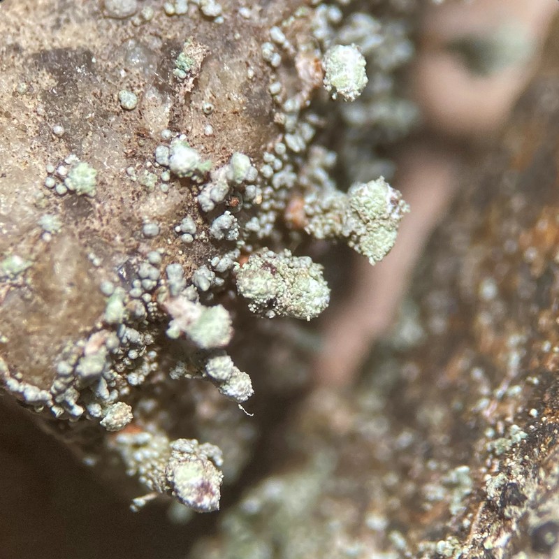 Snow Lichen photo 3