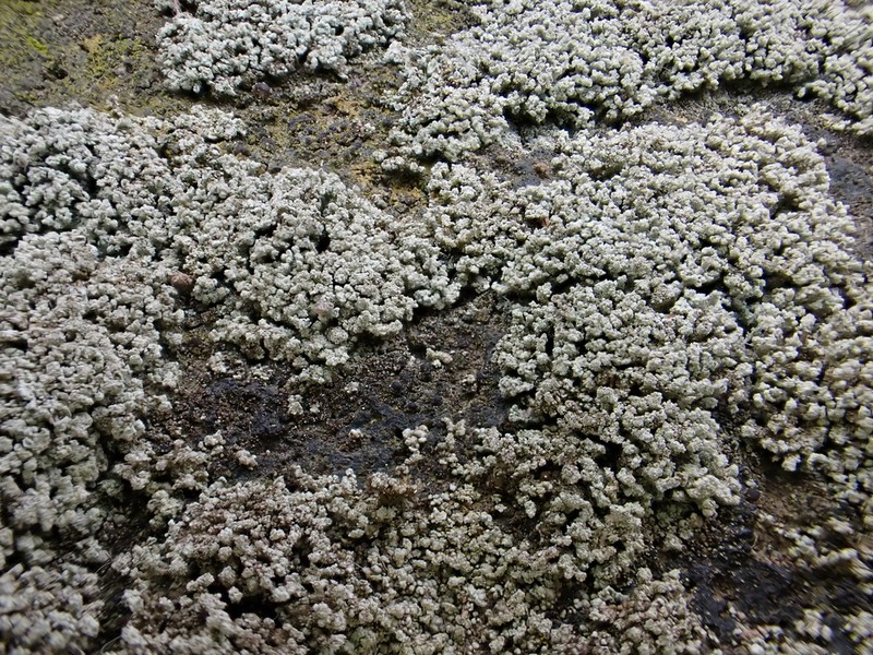 Snow Lichen photo 4