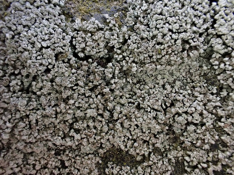 Snow Lichen photo 5