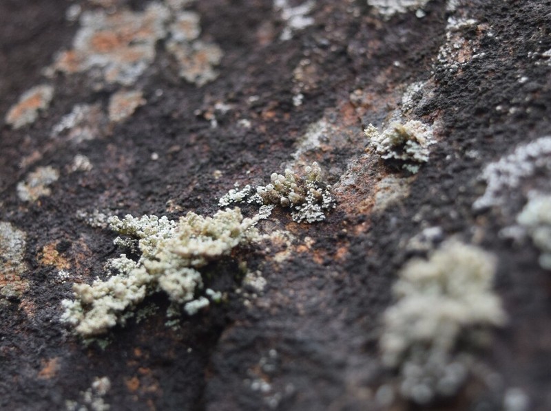 Snow Lichen photo 6