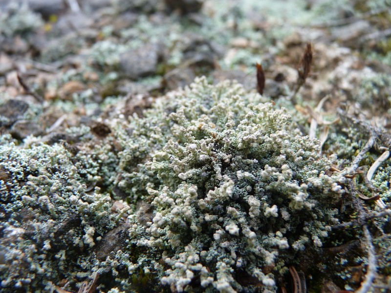 Snow Lichen photo 7
