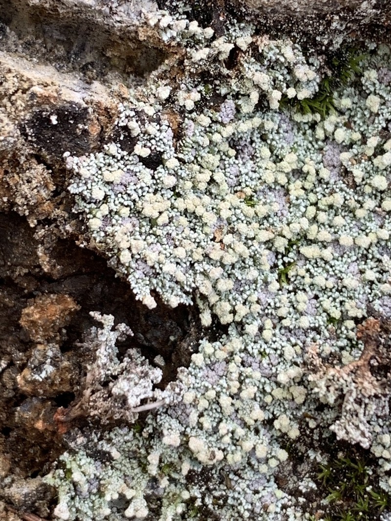 Snow Lichen photo 8