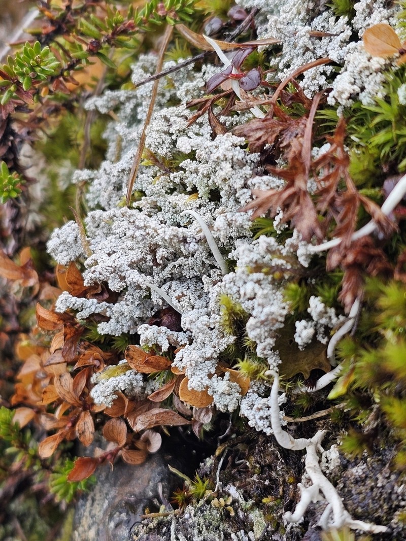 Snow Lichen