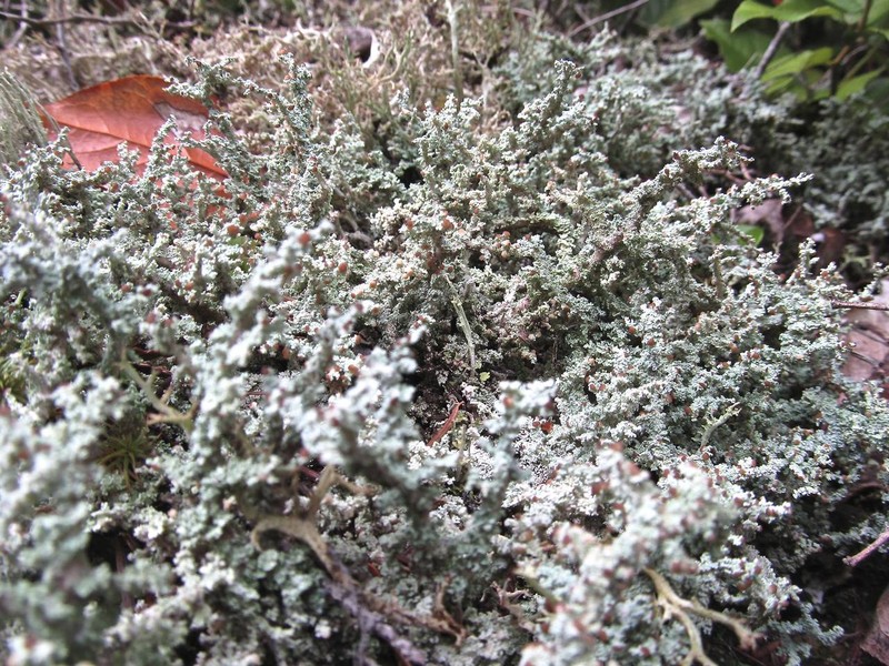 Sasak's Snow Lichen