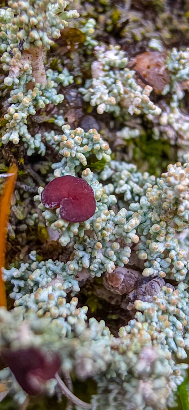 Snow Lichen photo 2