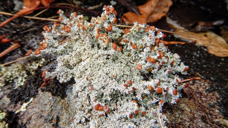 Snow Lichen photo 3