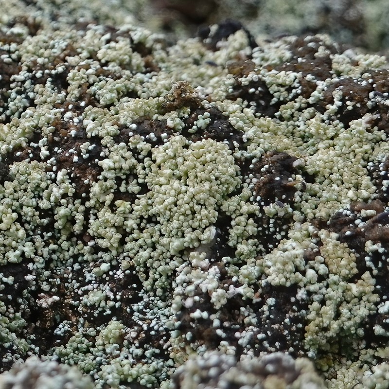 Snow Lichen photo 4