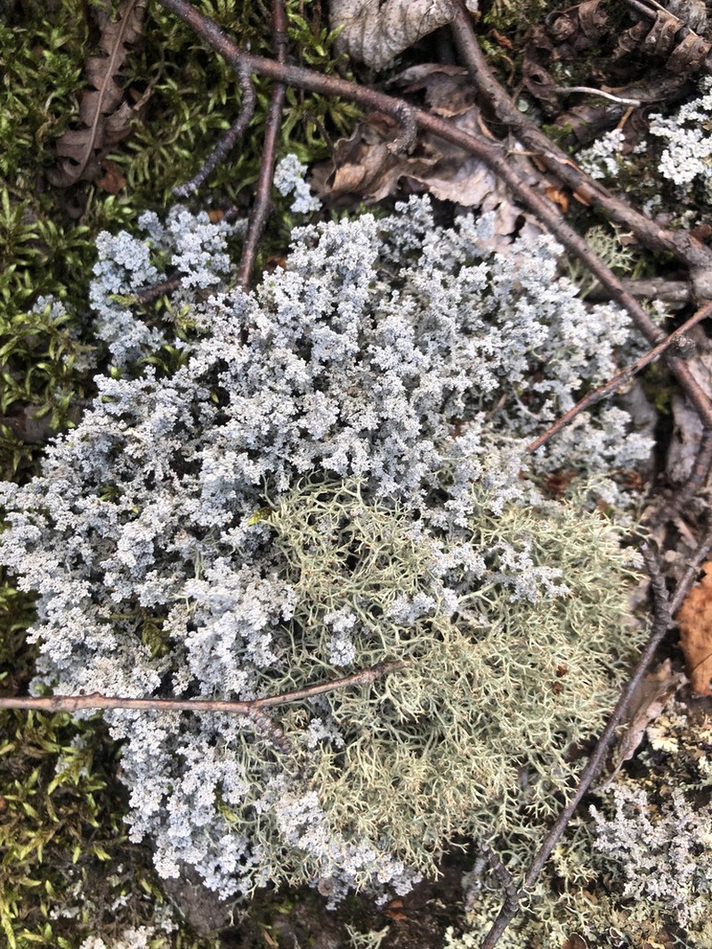 Snow Lichen photo 6