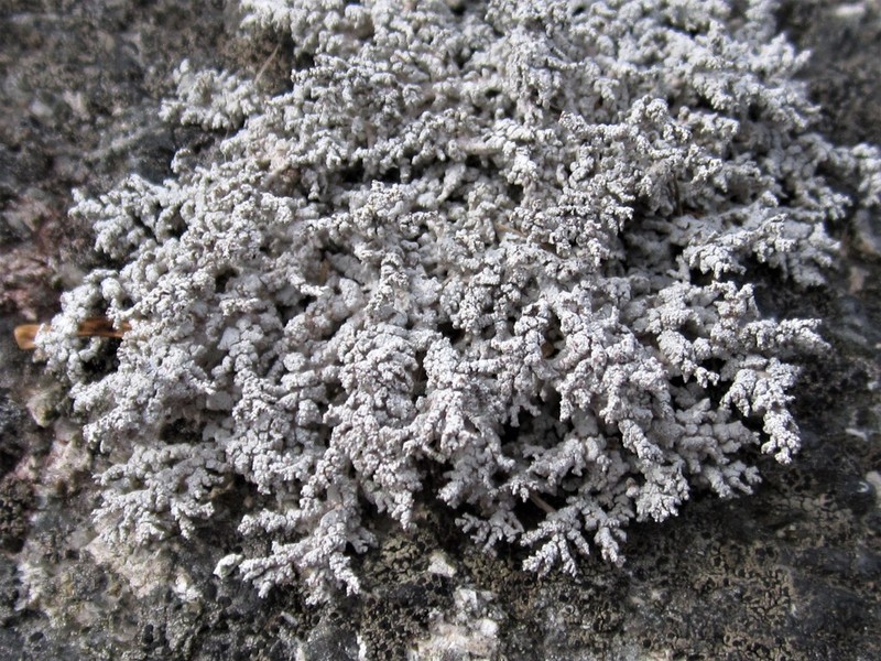 Snow Lichen photo 7