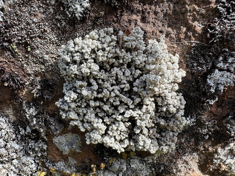 Snow Lichen