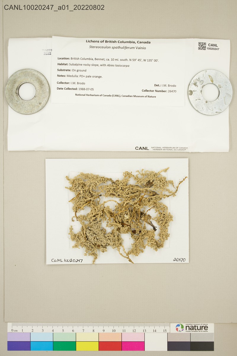 Snow Lichen photo 6
