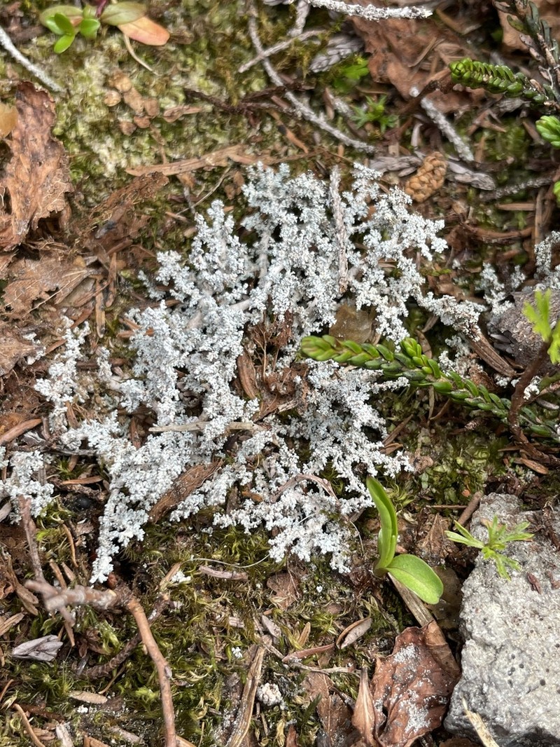 Snow Lichen