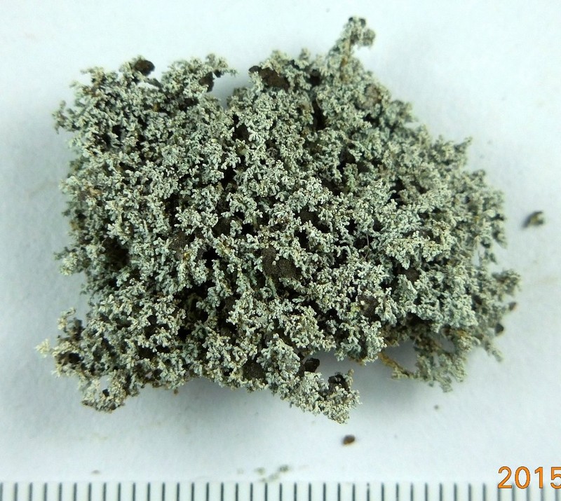 Snow Lichen photo 2
