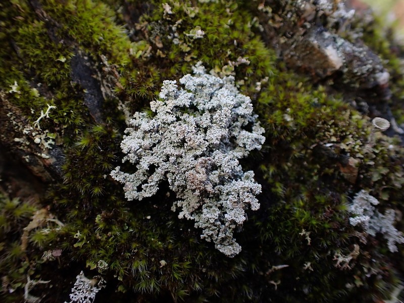 Snow Lichen photo 3