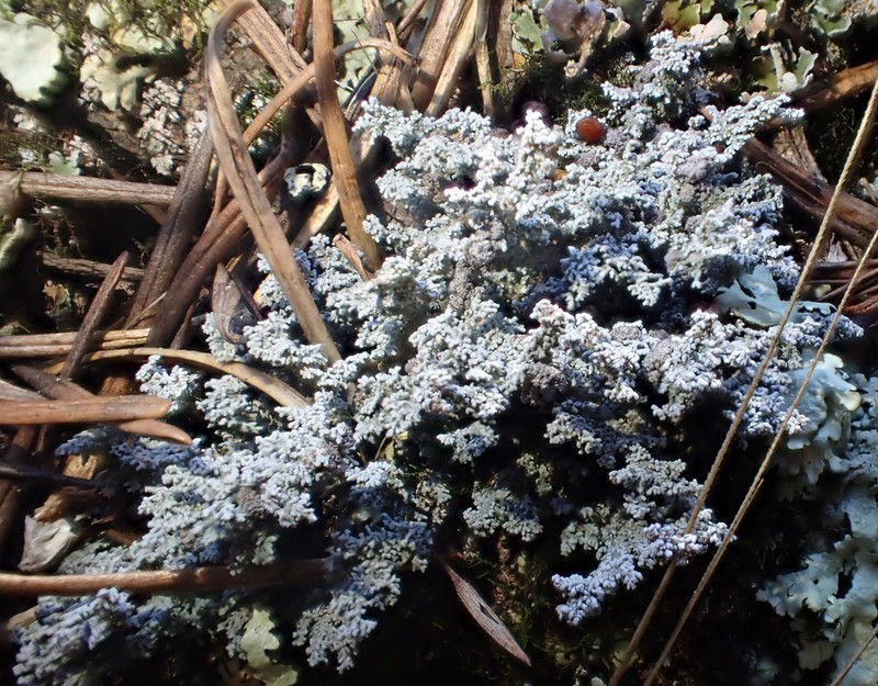 Snow Lichen photo 4