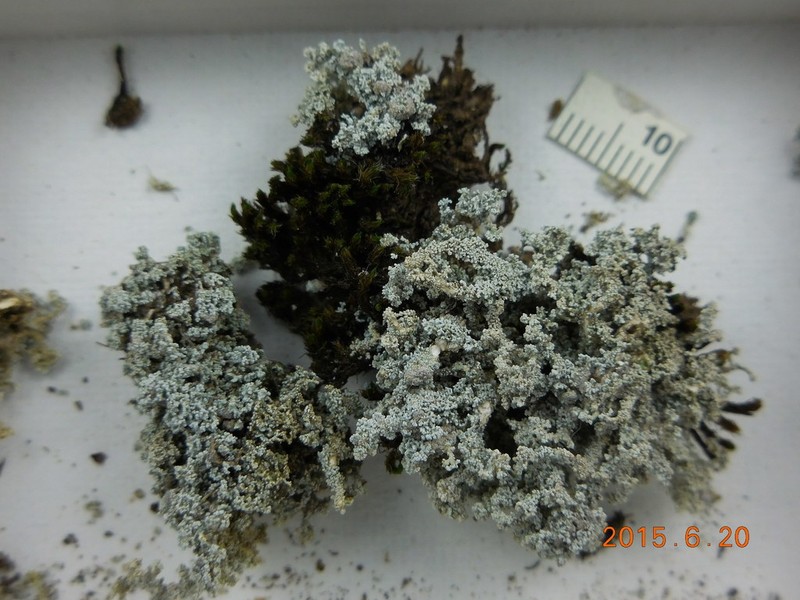 Snow Lichen photo 5