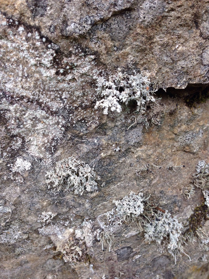 Snow Lichen photo 6