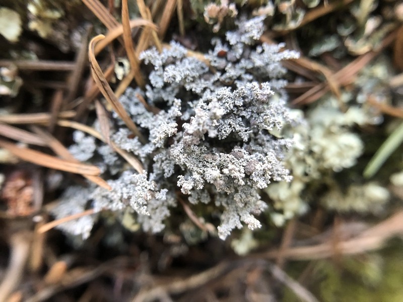 Snow Lichen photo 7