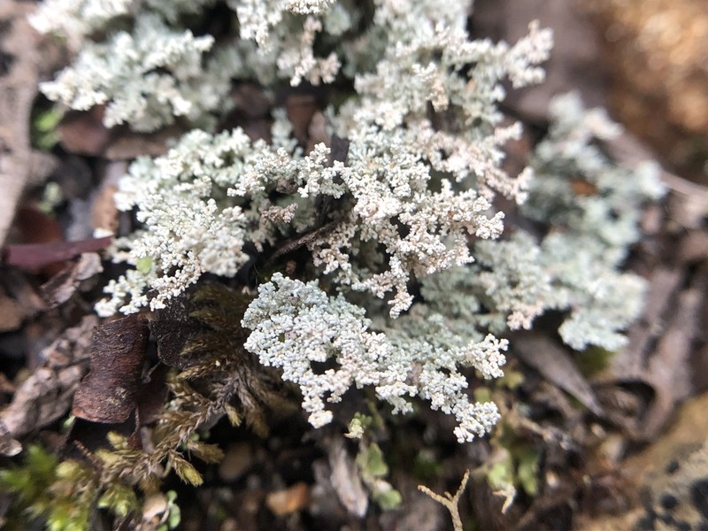 Snow Lichen photo 8