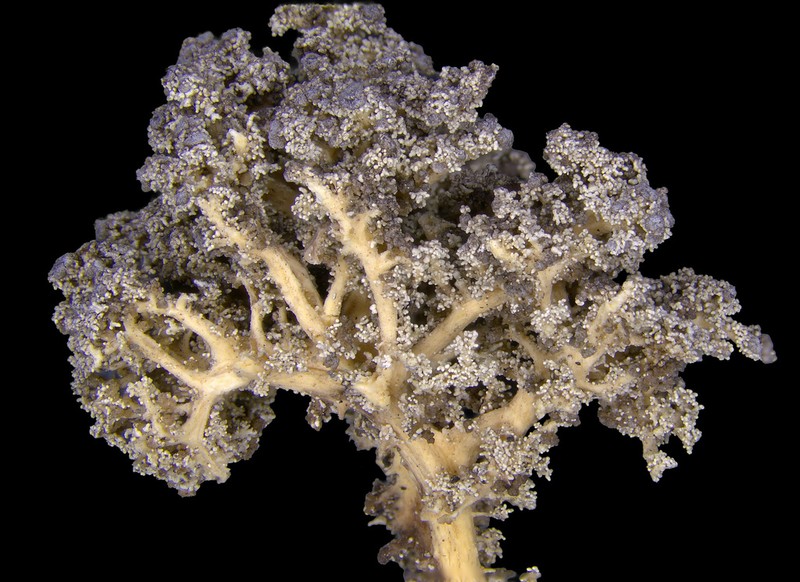 Snow Lichen