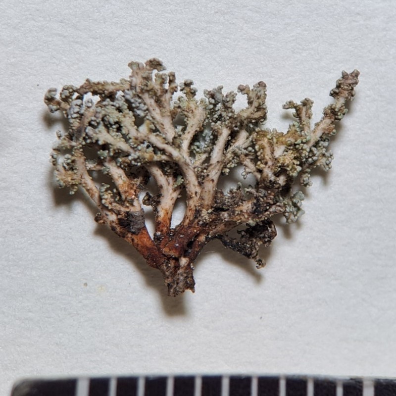 Snow Lichen photo 2