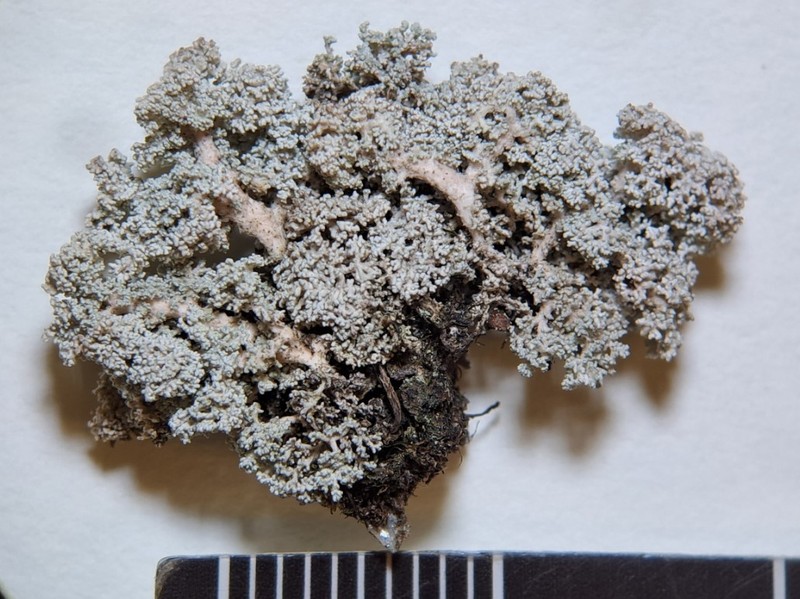 Snow Lichen photo 3
