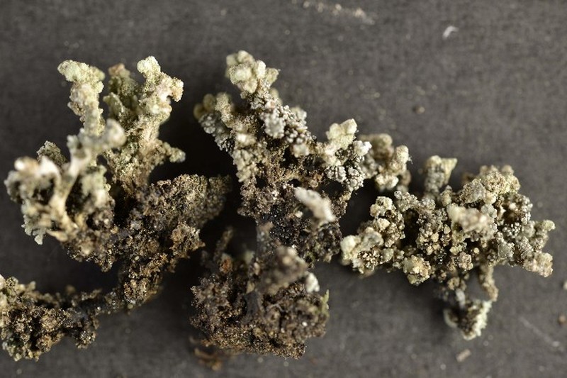 Snow Lichen
