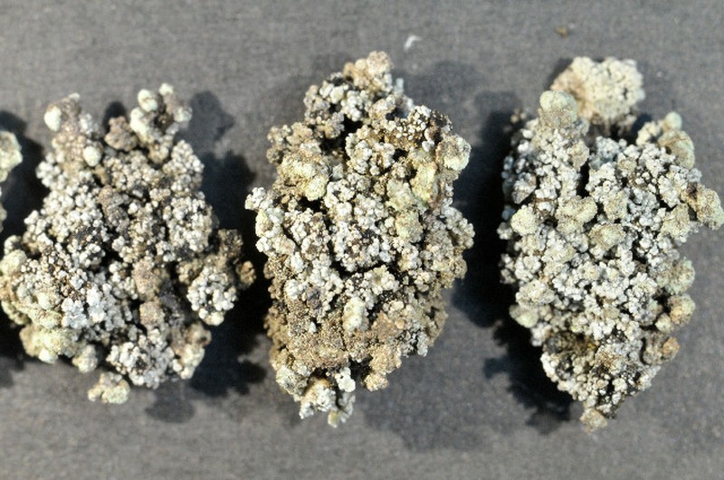 Snow Lichen photo 2