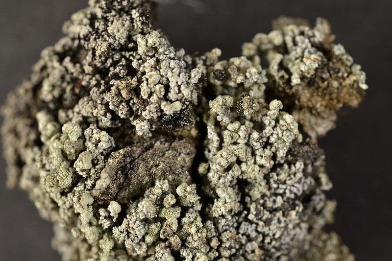 Snow Lichen photo 3