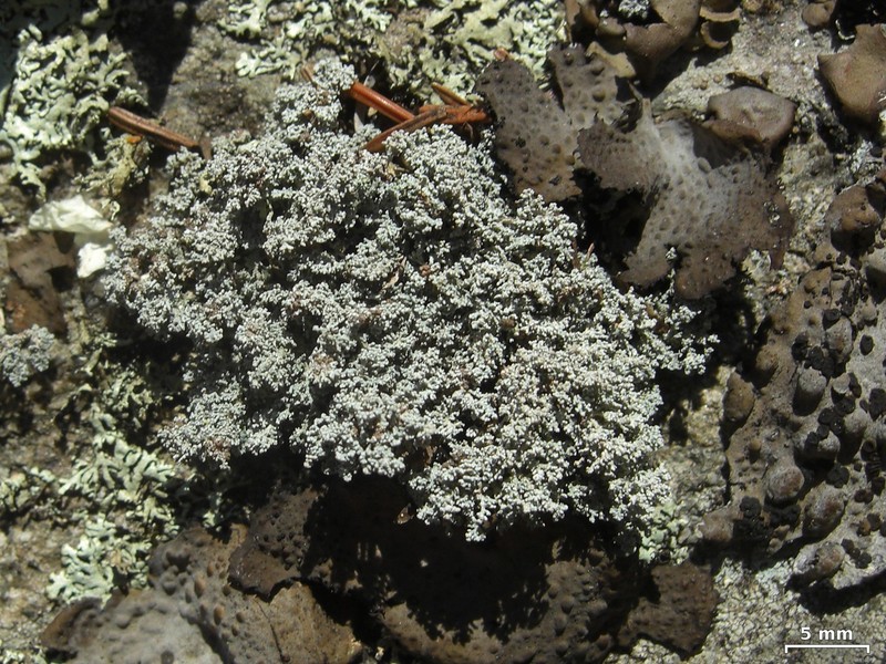 Tennessee Snow Lichen